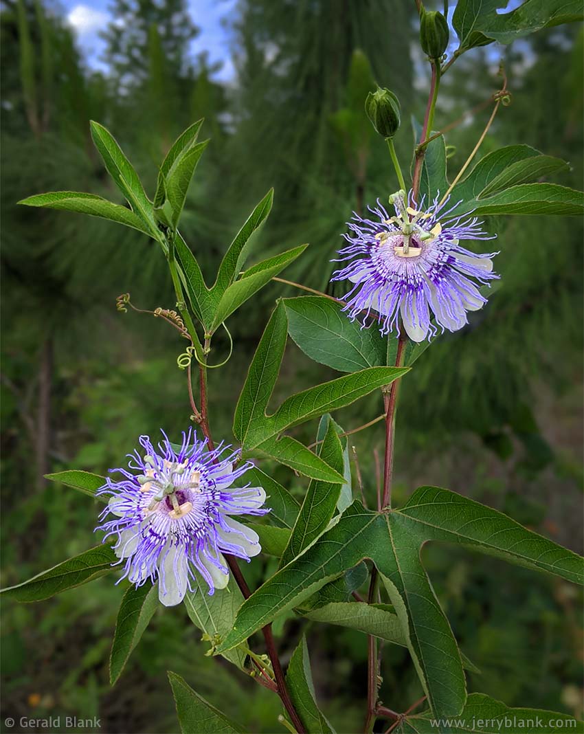 #70024 - Purple passionflower vines (Passiflora incarnata), growing in the Hills of Minneola in Lake County, Florida - photo by Jerry Blank