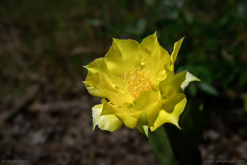 #70030 - Prickly pear (Opuntia humifusa) cactus blossom, in central Florida - photo by Jerry Blank